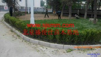 北京通州300亩苗圃 海量优质苗木销售，专业承接各类绿化工程，助力城市生态升级