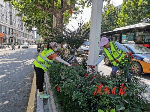 市园林绿化处加大绿化管护力度，提升城市园林绿化品质