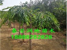 品自然之韵，筑城市之魂——泰安市泰山区润地园林绿化中心销售部产品展示